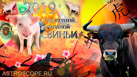 Бык гороскоп на 2019 год Свиньи