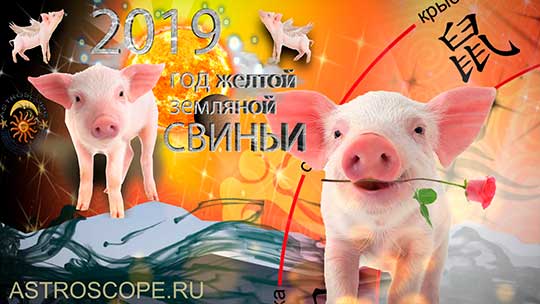 Свинья гороскоп на 2019 год Свиньи