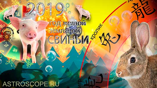 Кролик гороскоп на 2019 год Свиньи