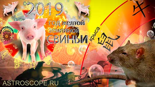 Крыса гороскоп на 2019 год Свиньи