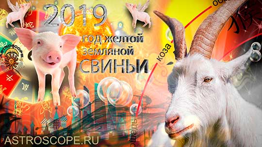 Коза гороскоп на 2019 год Свиньи