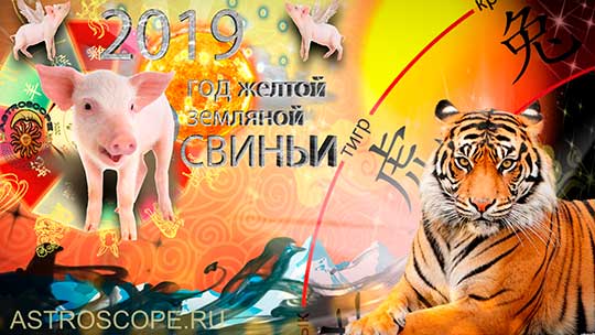 Тигр гороскоп на 2019 год Свиньи
