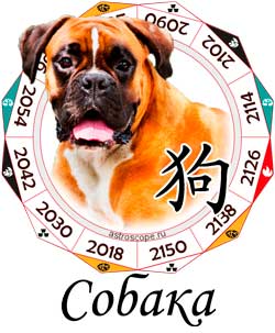 Собака