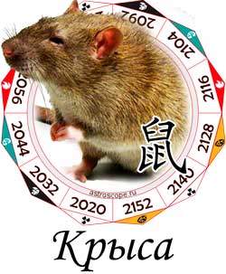 Крыса