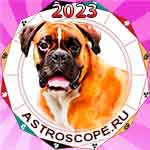 Год Собаки